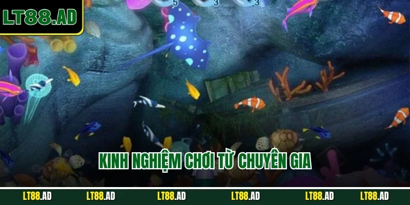 Kinh nghiệm chơi từ chuyên gia